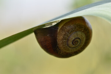 Closeup shot of a large snail on a grass blade