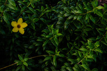 Yellow Golden Trumpet Flower Or Allamanda Cathartica On Green Leaves And Blurred Background. Tropical Flower, Focus And Blur.
