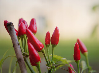 Poster - Selective focus shot of red chili pepper growing in the garden