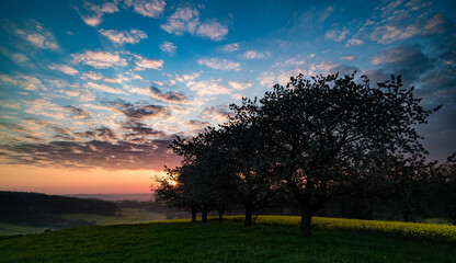Wall Mural - beautiful sunset sky with orchard, twilight sky background.
