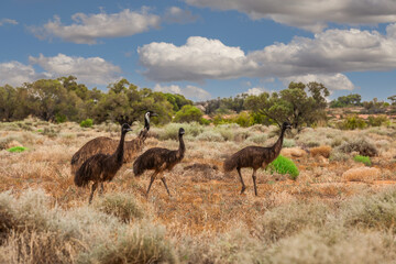  Adult Emu, Dromaius novaehollandiae, with 3 half-grown chicks in Outback landscape of South Australia against blurry bushes background blue sky with cumulus clouds