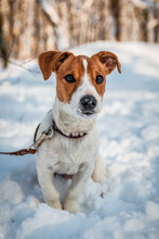 Jack Russel Terrier Puppy On The Snow