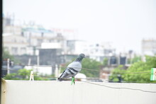 Pigeon On Wire On The Terrace 