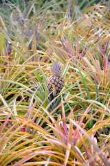 Poster - Vertical close up of a pineapple growing on a tropical farm