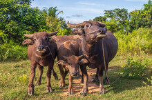 Thai Water Buffalo In Thailand Southeast Asia