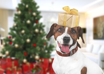 Wall Mural - Cute domestic dog with gift box on his head. Merry xmas and happy new year with your pet.