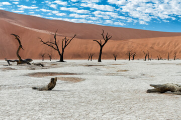 Dead trees with a beautiful cloudy sky at sunrise in Dead Vlei in Sossusvlei, part of the Namib-Naukluft National Park  - Namibia