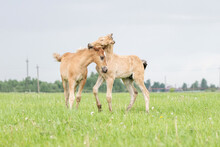 Young Cheerful Foals Frolic On The Green Field.
