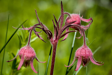 Canvas Print - Closeup of the three flowered avens. Geum triflorum.