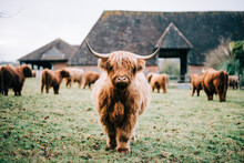 Highland Cows In A Field In Autumn In England