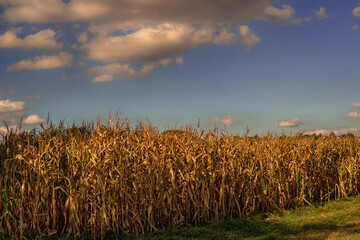 Canvas Print - A corn field below a autumn sky