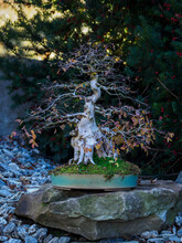 Bonsai With Falling Leaves In Autumn.