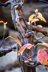 Canvas Print - Detail of an old bonsai trunk.