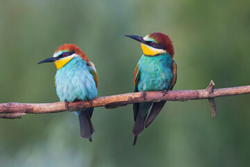 Wall Mural - beautiful birds of paradise sit on a branch