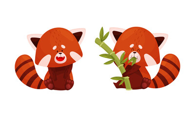 Sticker - Red panda set. Cute wild animal character eating bamboo vector illustration