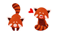 Red Panda In Different Actions Set. Happy Adorable Wild Animal Vector Illustration