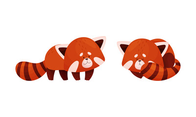 Canvas Print - Red panda in different actions set. Cute adorable wild baby animal vector illustration