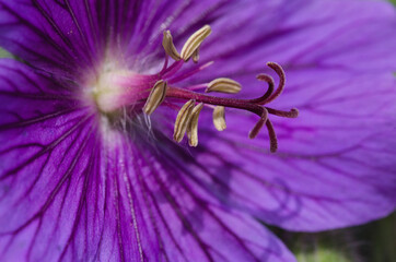 Poster - Beautiful purple geranium flower blooming in a garden