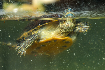 Canvas Print - Closeup shot of a small turtle swimming in an aquarium