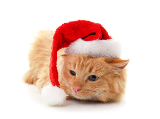 Canvas Print - Cat in a Christmas hat.