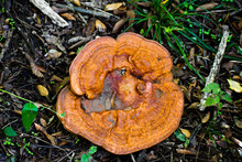Orange Bracket Mushroom In Knoxville, Tennessee