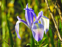 Wild Iris Growing In The Orlando Wetlands, Florida