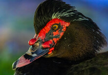 Portrait Of A Muscovy Duck