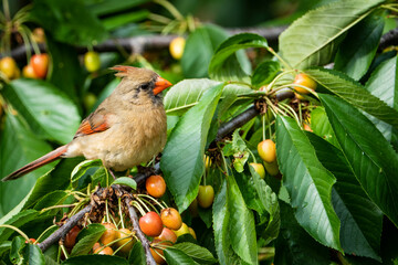 Female Northern Cardinal feeding in a cherry tree.