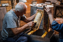 Beekeeper Uncapping Honey Cells On The Hive Frames With A Uncapping Comb