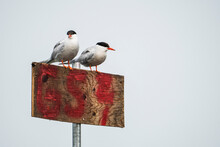 Common Terns Couple Perched On A Post And Resting