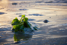 Green Algae, Seashore