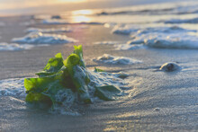 Green Algae, Seashore