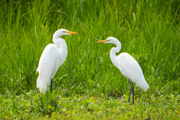 Wall Mural - Great egret duo resting in a marsh along the St. Lawrence River in Canada