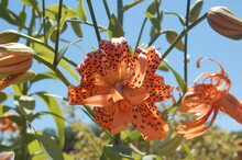 Double Tiger Lily In The Blue Sky