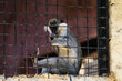 Wolf's mona monkey (Cercopithecus wolfi) in a zoo