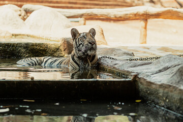 Tiger on chain is having bath in Tiger Canyon in Kanchanaburi, Thailand
