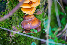 A Tiered Troop Of Velvet Shank (Flammulina Velutipes) Mushrooms Growing On The Side Of A Common Alder (Alnus Glutinosa) Tree 