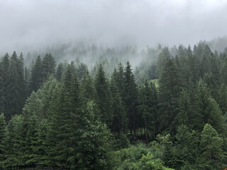 Aerial view of a forest under a foggy sky