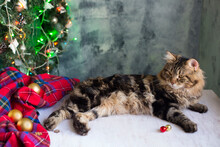 This Stock Photo Shows Striped Cat Is On Background With Holiday Decoration , Gift In Christmas Day. New Year. Christmas Animals