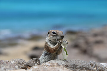 Canvas Print - Cute small Maghreb squirrel gnawing food leftovers on the coast of the sea