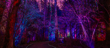 Fairytale Forest With Many Lights Illuminate The Forest In Different Colors