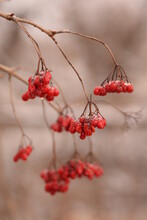 Viburnum Withered Fruits On Branch In Winter, Guelder Rose Winter Fruits Vertical Image.
