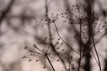  Winter bokeh image, background with wild plants snow and frost.