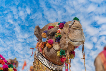 Wall Mural - Decorated camel head in desert Thar during the annual Pushkar Camel Fair near holy city Pushkar, Rajasthan, India
