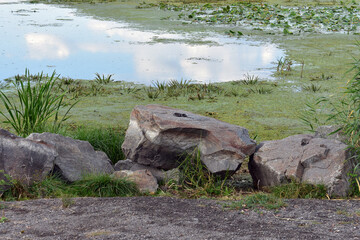 Wall Mural - frog on the river bank