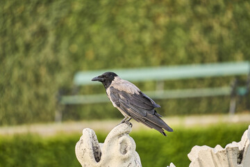 Poster - Close-up shot of a hooded crow perched on a white statue on a blurred background