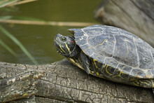 Pond Slider Turtles On A Tree Log Near The Lake