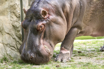 Poster - Large Hippo in its natural habitat in summer