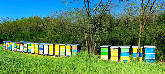 Canvas Print - Panoramic shot of beehives in the field surrounded by trees