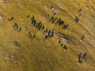 Poster - Aerial view of a group of horses grazing in a field